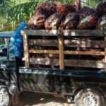 Rumah wartawan di gruduk maling Klapa sawit Karna di larang lewat depan rumahnya.